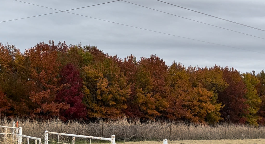 Autumn Leaf Season